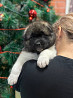 American akita puppy, female FCI Novokuznetsk  Delivery from Novokuznetsk