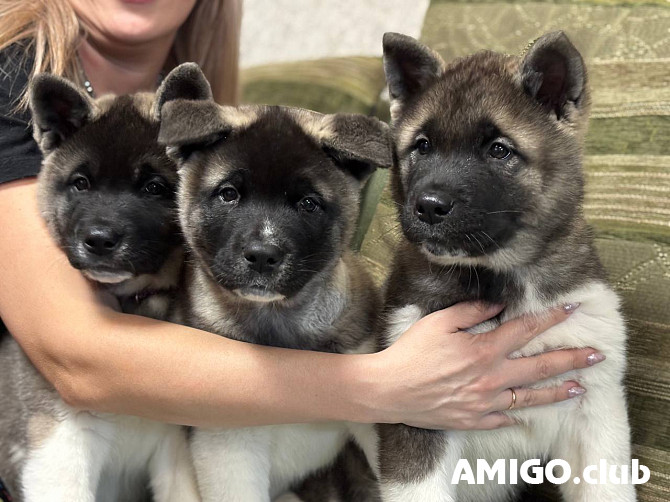 American akita puppy, male, female FCI Novokuznetsk  Novokuznetsk - photo 1