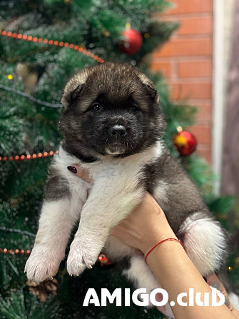 Американская акита күчүк, аял FCI Novokuznetsk  Novokuznetsk - изображение 1