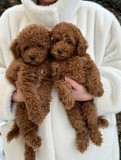 Toy Poodle Puppies доставка из г.Helsinki