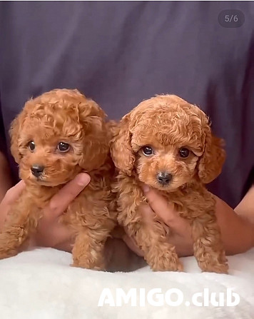 Pūdelis kucēns, vīrietis, sieviete FCI Helsinki  Helsinki - изображение 1