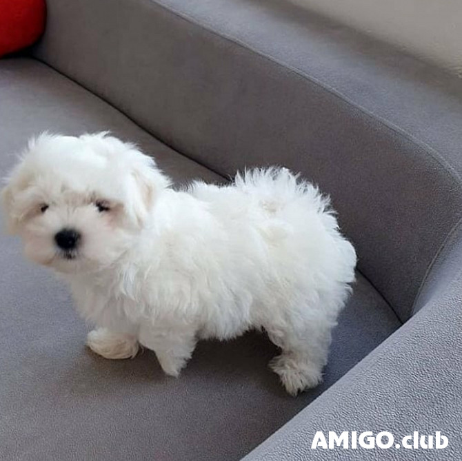 Maltas sunītis kucēns, vīrietis, sieviete FCI Tallinn  Tallinn - изображение 1