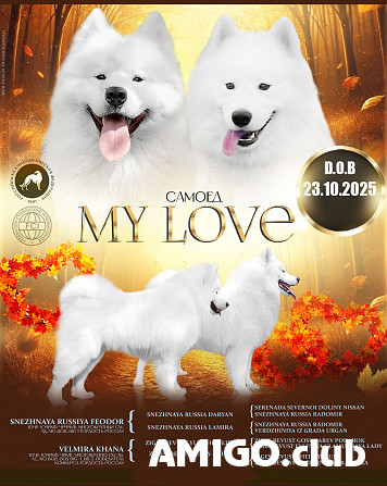 Samoyede chiot, masculin show class FCI Rostov-na-Donu  Rostov-na-Donu - изображение 1