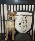 Shiba puppy, male FCI Krasnoyarsk  Krasnoyarsk