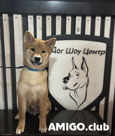 Сиба күшік, ер FCI Krasnoyarsk  Krasnoyarsk - изображение 1