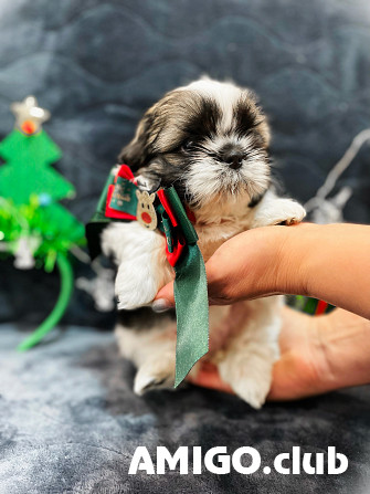 Ши тцу щеня, сука клас домашніх тварин FCI Таллин  Таллин - зображення 1