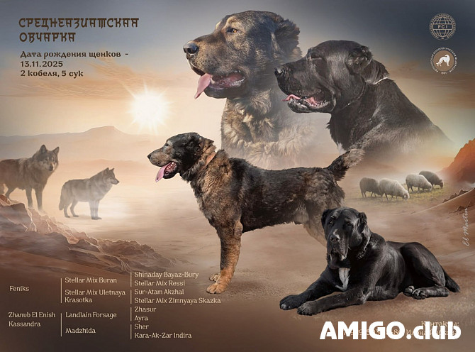 Keskiaasiankoira pentu, nainen show class FCI Donetsk  Donetsk - изображение 1