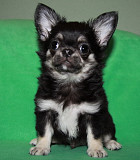 Chihuahua long-haired puppy, male pet class FCI Sankt-Peterburg  Sankt-Peterburg