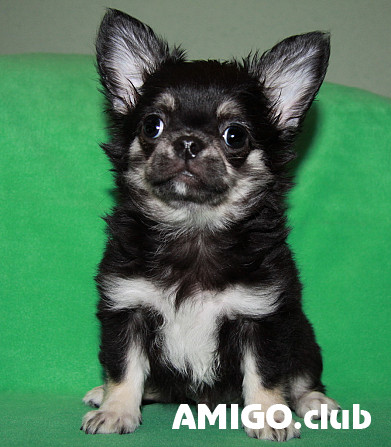Chihuahua long-haired puppy, male pet class FCI Sankt-Peterburg  Sankt-Peterburg - photo 1