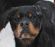 Rotveileris šuniukas, patinas, moteris breed class FCI Chelyabinsk  Chelyabinsk