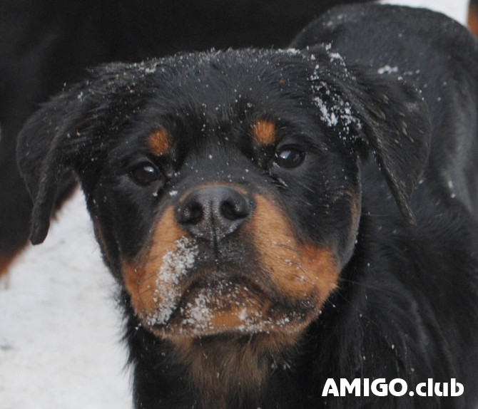 Rotveileris šuniukas, patinas, moteris breed class FCI Chelyabinsk  Chelyabinsk - изображение 1
