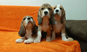 Beagle pentu, nainen show class FCI Irkutsk  доставка из г.Irkutsk