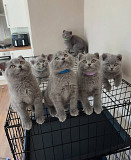 British shorthair cat (BRI) (kitten, female, pet class) ACF {geo.city.in}  Delivery from Munich