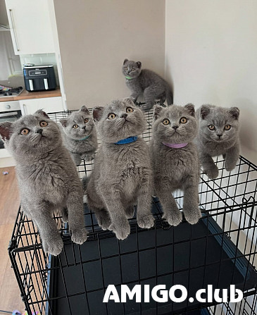 Lielbritānijas īsspalvainais kaķis (BRI) (kaķēns, kaķis, pet class) ACF {geo.city.in}  Munich - изображение 1