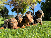 Dachshund miniature smooth-haired puppy, female pet class CKC Berlin  Delivery from Berlin