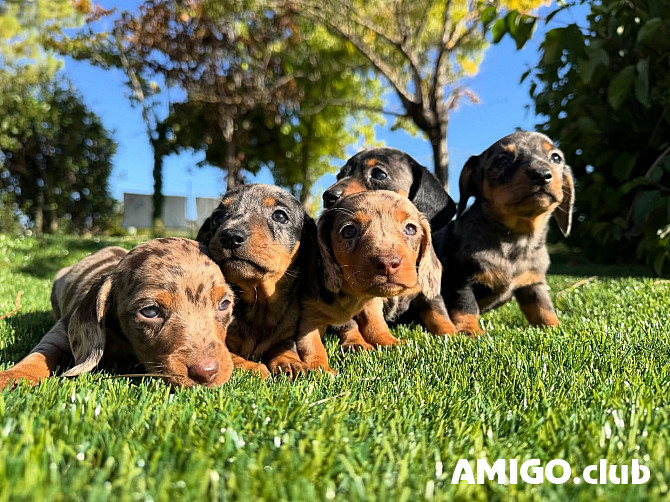 Taksis miniatūra garšpalvainais kucēns, sieviete pet class CKC Berlin  Berlin - изображение 1