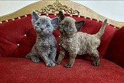 Devon Rex cat (DRX) (kitten, male, show class) AFC {geo.city.in}  Stuttgart