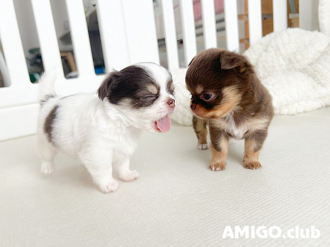 Chihuahua short-haired puppy, male pet class CKC Hamburg Hamburg - photo 1