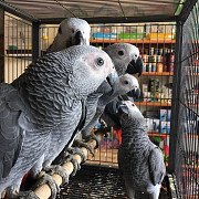 Intelligente 8 Monate alte Graupapageien abzugeben Delivery from Berlin