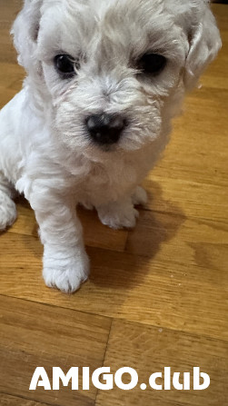 Bichon frise puppy, female FCI Krasnoyarsk  Krasnoyarsk - photo 1