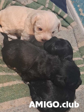 Мальтезе күчүк, эркек, аял пет класс FCI Castello de la Plana  Castello de la Plana - изображение 1