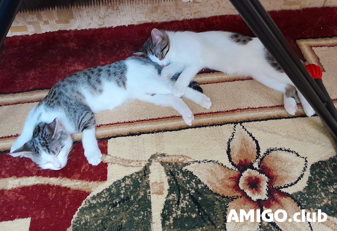 Европалык мышык (KKH) (мышык, мышык, пет класс) ICF {geo.city.in}  Bishkek - изображение 1