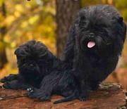 Аффенпинчер күчүк, аял шоу класс FCI Hrodna  доставка из г.Hrodna