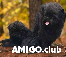 Аффенпинчер күчүк, аял шоу класс FCI Hrodna  Hrodna - изображение 1