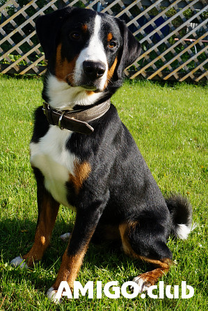 Appenzell cattle dog male  FCI for mating Yekaterinburg  Yekaterinburg - photo 1