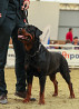 Rottweiler male show class IKU for mating Krasnodar  Krasnodar