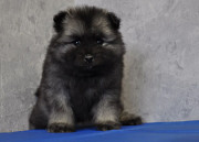 German spitz keeshond (wolf) puppy, male CKC Novosibirsk  Delivery from Novosibirsk
