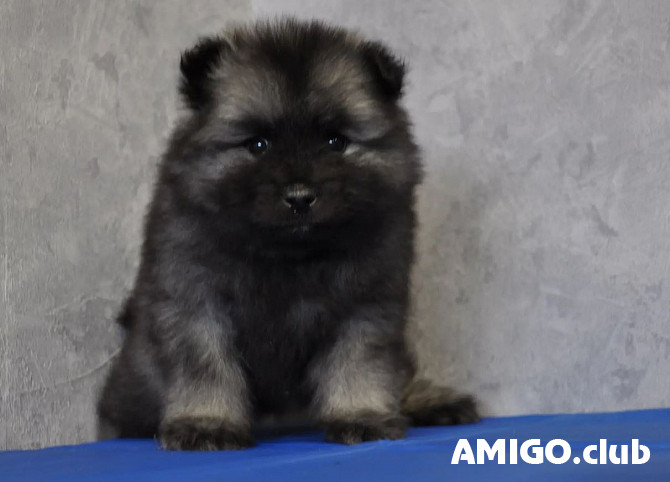 German spitz keeshond (wolf) puppy, male CKC Novosibirsk  Novosibirsk - photo 1