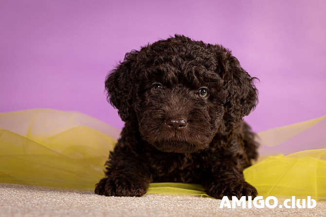 Испанская водяная собака күшік, ер FCI Moscow  Moscow - изображение 1