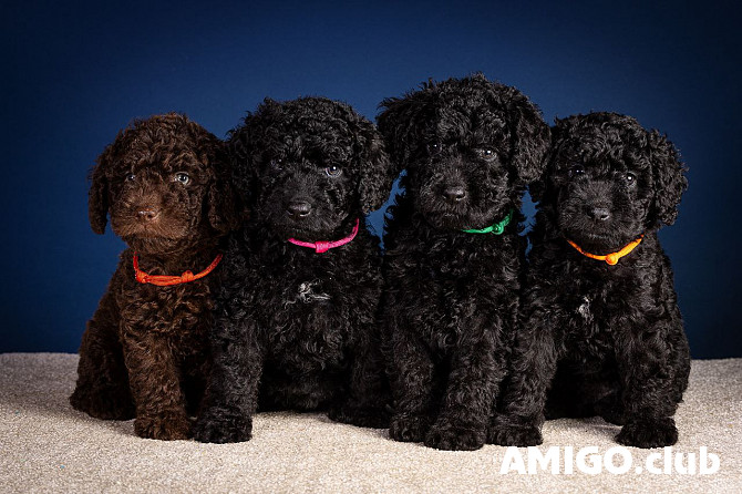 Испанская водяная собака күшік, ер, әйел FCI Moscow  Moscow - изображение 1