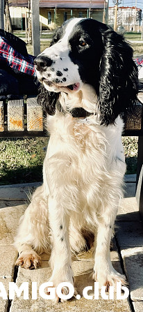 Russian hunting spaniel male breed class FCI for mating Moscow  Moscow - photo 1