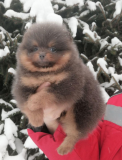 German spitz toy (pomeranian) puppy, female FCI Sankt-Peterburg  Delivery from Sankt-Peterburg