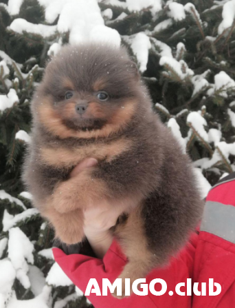 German spitz toy (pomeranian) puppy, female FCI Sankt-Peterburg  Sankt-Peterburg - photo 1