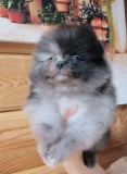 German spitz toy (pomeranian) puppy, male FCI Sankt-Peterburg  Sankt-Peterburg