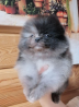 German spitz toy (pomeranian) puppy, male FCI Sankt-Peterburg  Sankt-Peterburg