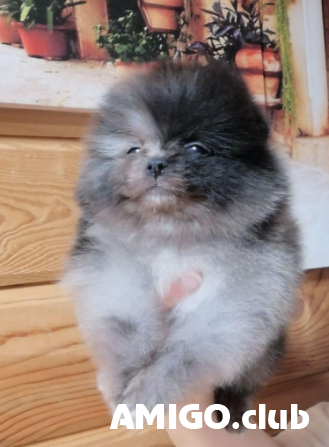 German spitz toy (pomeranian) puppy, male FCI Sankt-Peterburg  Sankt-Peterburg - photo 1