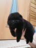 German spitz toy (pomeranian) puppy, male FCI Sankt-Peterburg  Delivery from Sankt-Peterburg