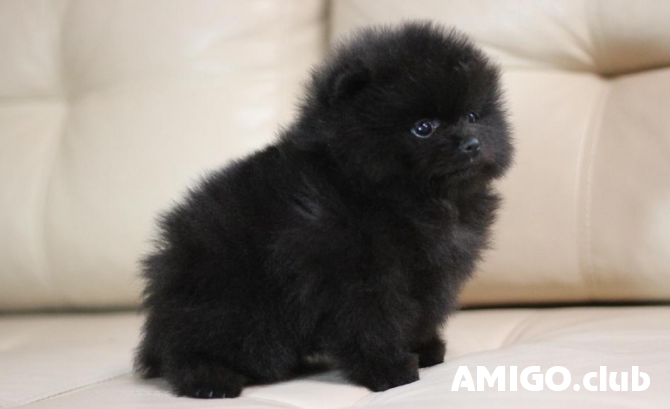 Saksanpystykorva pomeranian eli kääpiöpystykorva (zwer) pentu, uros IKU Sankt-Peterburg  Sankt-Peterburg - изображение 1