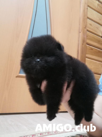 German spitz toy (pomeranian) puppy, male FCI Sankt-Peterburg  Sankt-Peterburg - photo 1