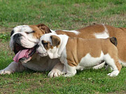Bulldog puppy, male, female pet class FCI Luxembourg  Luxembourg