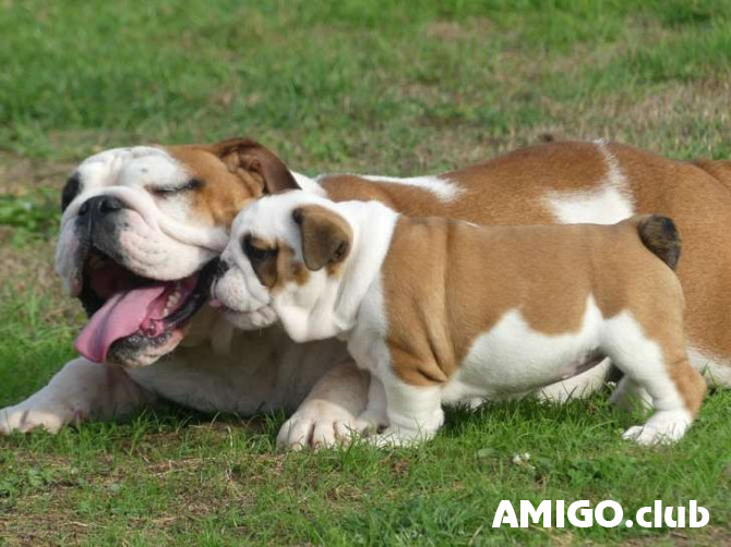 Bulldog puppy, male, female pet class FCI Luxembourg  Luxembourg - photo 1