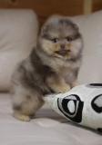 Saksanpystykorva pomeranian eli kääpiöpystykorva (zwer) pentu, uros IKU Sankt-Peterburg  доставка из г.Sankt-Peterburg