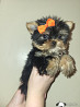 Yorkshire terrier cachorro, mujer FCI Vaduz  Delivery from Vaduz