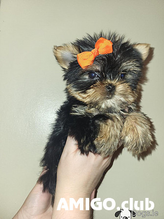 Yorkshire terrier cachorro, mujer FCI Vaduz  Vaduz - photo 1