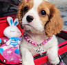 Cavalier king charles spaniel cachorro, mujer FCI Vaduz  Delivery from Vaduz