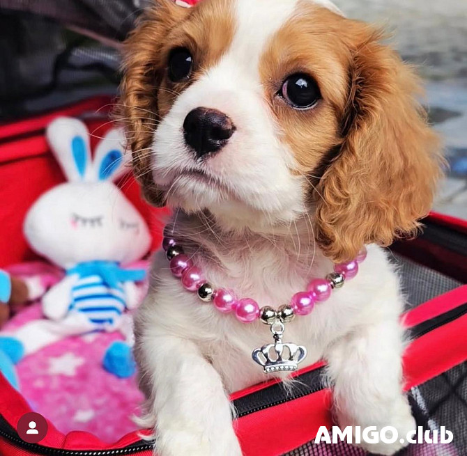 Cavalier king charles spaniel cachorro, mujer FCI Vaduz  Vaduz - photo 1